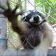 Illustration for article titled Its An Outstanding Year To Be A Homicidal Raccoon Fan
